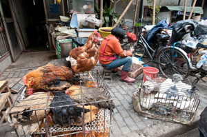 Ảnh của ZhongAn có kế hoạch đưa ngành nuôi gà của Trung Quốc vào Blockchain