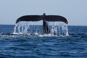 Ảnh của “Cá voi” Ethereum chuyển hàng triệu USD lên Bitfinex