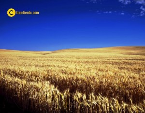 Ảnh của Ủy ban tại Kansas không chấp nhận Bitcoin lưu thông trên thị trường