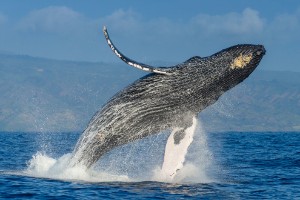 Ảnh của Những cú “quẫy mình” của cá voi Bitcoin đang khiến cộng đồng “đứng ngồi không yên”