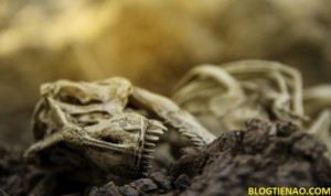 Ảnh của Altcoin đang đối mặt với thảm họa diệt chủng, 90% trong số chúng có thể sẽ biến mất.