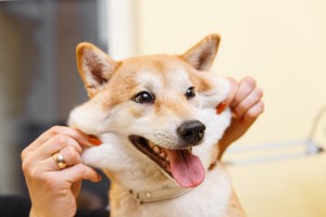 Ảnh của Cộng đồng Dogecoin vẫn lạc quan trước ngày thử nghiệm Dogethereum