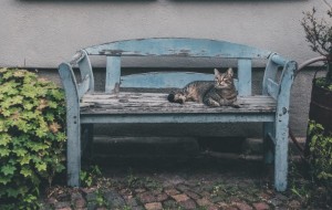 Ảnh của Đại gia CryptoKitties chi 600 Ethereum (ETH) để mua một con mèo – nghi vấn rửa tiền?