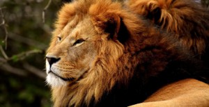 Ảnh của CEO Brave: Người dùng sẽ có thể kiếm được hơn 320 USD từ việc sử dụng trình duyệt Brave