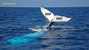 Ảnh của Cá voi di chuyển hơn 350 triệu USD XRP