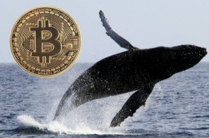 Ảnh của Cá voi lại “sắp đặt” các giao dịch lớn khiến giá Bitcoin biến động mạnh