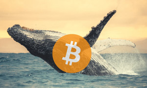 Ảnh của Tín hiệu tăng giá – cá Voi có thể vừa mua dip Bitcoin trị giá 806 triệu đô la trên Coinbase Pro