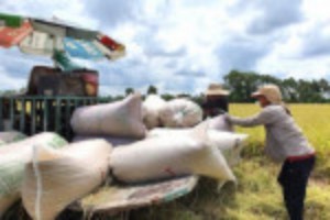 Picture of Bộ Nông nghiệp Mỹ hạ dự báo xuất khẩu gạo Việt Nam năm nay còn 6,3 triệu tấn