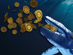 Ảnh của Nguồn cung Bitcoin do “cá voi” nắm giữ đạt mức cao nhất trong hai tháng với dấu hiệu tăng giá