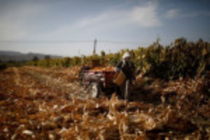 Picture of Analysis-China's farmers dump other crops for corn on bumper profit pull