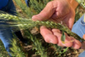 Picture of Northern U.S. Plains drought shrivels spring wheat crop to smallest in 33 years, USDA says