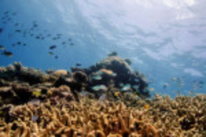 Picture of UNESCO keeps Great Barrier Reef off 