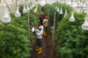 Picture of Ecuador's flower industry shifts toward hemp as rose sales wither