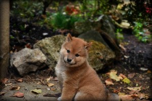 Ảnh của Shiba Inu (SHIB) có thể tạo ra nhiều triệu phú, nhưng họ có thực sự là nhà đầu tư?