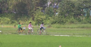 Ảnh của TP.HCM sẽ chuyển đổi công năng hàng ngàn héc ta đất lúa