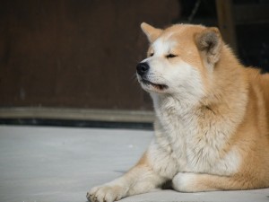 Ảnh của DOGE và SHIB: Tại sao ngày càng có nhiều công ty chấp nhận “coin chó”?