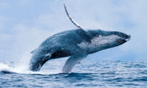Picture of Dòng tiền dịch chuyển, cá voi đang tích cực tích lũy 3 altcoin và bán 2 altcoin khác