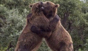 Ảnh của Thuật ngữ “Bear hug” trong M&A có nghĩa gì?