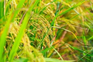 Ảnh của Chủ tịch TAR muốn bán hơn 7 triệu cp