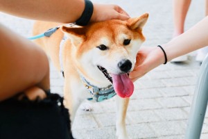 Ảnh của Drama khẩu chiến cực căng giữa Shiba Inu và ứng dụng y tế Ask the Doctor trên Twitter