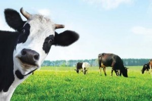 Ảnh của VNM - Giằng co, tích lũy đến bao giờ?