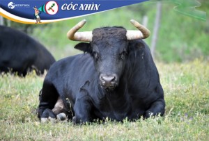 Ảnh của Góc nhìn 30/12: Chưa có động lực bứt phá