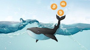 Ảnh của Tin vắn Crypto 24/01: Cá voi không hề mua dip Bitcoin trong đợt suy thoái mới nhất cùng tin tức Core Scientific, BabyDoge, Azuro, CBDC, NFT