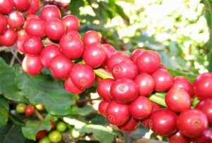 Ảnh của EPC: Chủ tịch muốn nâng sở hữu lên 43%