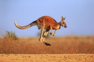 Ảnh của Giao dịch thế nào trong thị trường Kangaroo?