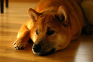 Ảnh của Liệu chiến lược đốt coin của Shiba Inu có thể giúp SHIB phục hồi không?