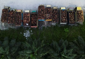 Picture of Indonesia export ban traps 290,000 T of palm oil shipments for India -trade