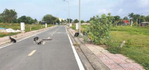 Ảnh của Từ ''phân lô bán nền'', ''đấu giá đất, bỏ cọc'' đi tìm hướng sửa Luật Đất đai