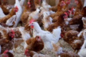 Picture of Bird flu puts organic chickens into lockdown from Pennsylvania to France