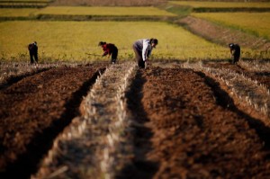 Picture of N.Korea mobilises office workers to fight drought amid food shortages