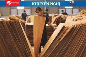 Ảnh của Cổ phiếu ngành gỗ liệu có hấp dẫn?