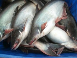 Ảnh của Thị giá cao kỷ lục, “Nữ hoàng cá tra” muốn bán sạch cổ phiếu quỹ