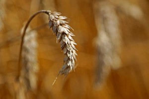 Picture of U.S. rains unlikely to help smallest Oklahoma wheat crop since 2014