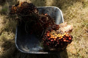 Picture of Malaysia aims to regain palm oil market share in EU amid global shortage