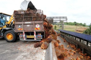 Picture of Exclusive: Malaysia may cut palm oil export tax amid global supply crisis