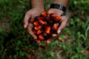 Picture of Indonesia's flip-flops give Malaysia edge in top palm oil market India