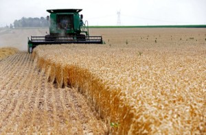 Picture of Column-World wheat squeeze set to worsen into 2023, price risks remain -Braun