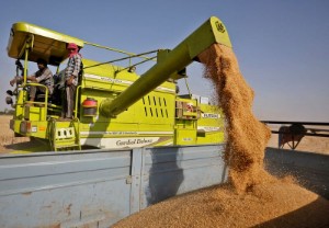 Picture of India bans wheat exports as heat wave hurts crop, domestic prices soar