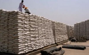 Ảnh của Ấn Độ bất ngờ cấm xuất khẩu lúa mì