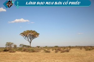 Ảnh của Lãnh đạo mua bán cổ phiếu: Thưa thớt các giao dịch lớn