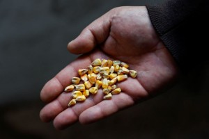 Picture of Ukraine looks for ways to get its grain out