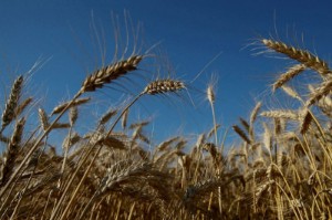 Picture of Analysis: UN's grain-for-fertiliser plan holds little appeal for Moscow