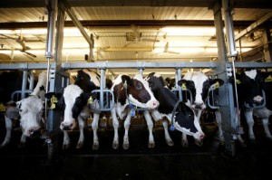 Picture of U.S. requests second dispute settlement panel on Canadian dairy quotas under USMCA