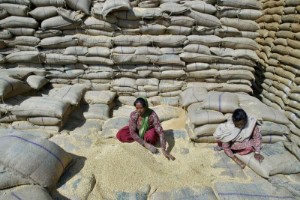 Ảnh của Ấn Độ sẽ thông quan 1 triệu tấn lúa mì theo quy định miễn trừ