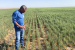 Picture of U.S. wheat crop hit by dry winter then soggy spring, adding to global tightness