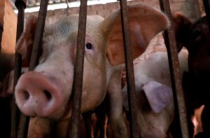 Picture of Vietnam develops 'world's first' African swine fever vaccine for commercial use